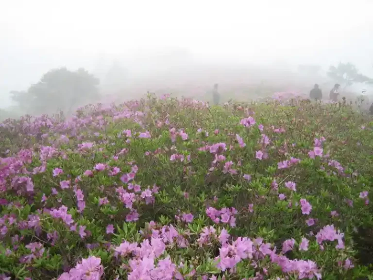 2025 철쭉 명소 총정리!