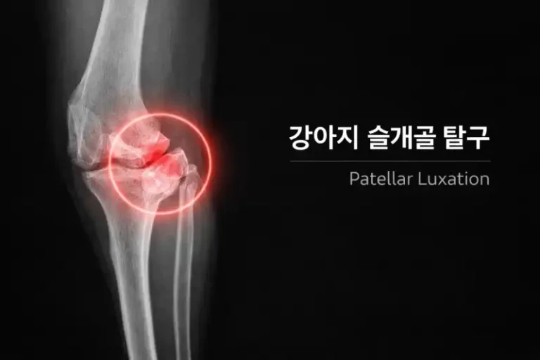 펫보험 슬개골 보장 꼼꼼 비교해봤어요